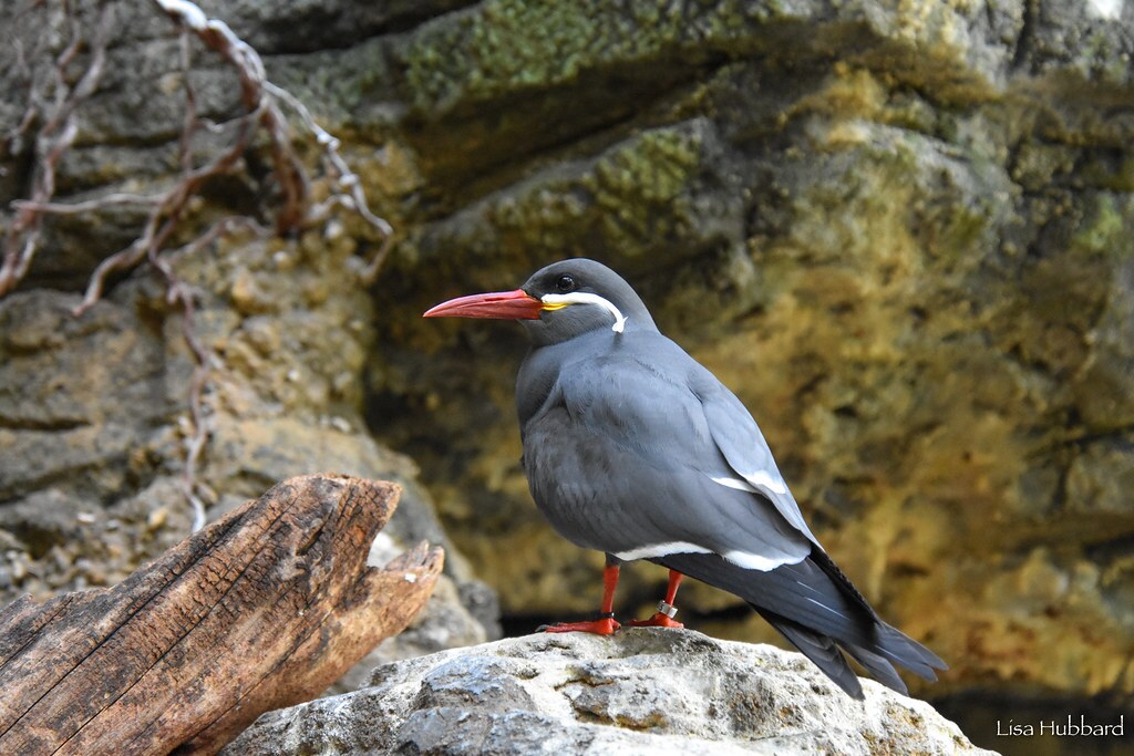 inca tern on a rock