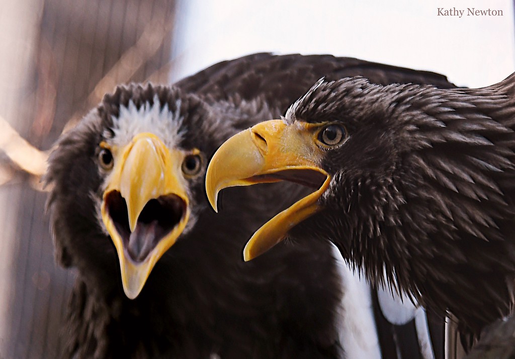 2 steller sea eagles with mouths open