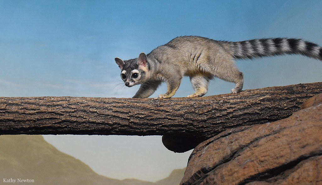 ringtail walking across log