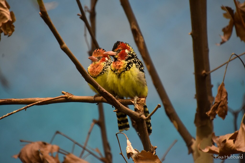 2 barbets in a tree