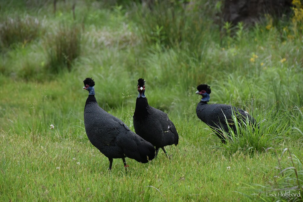 3 guineafowl in grass