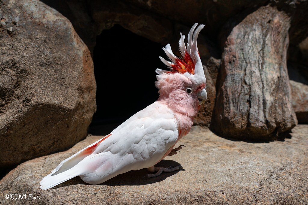 major mitchell's cockatoo on rock