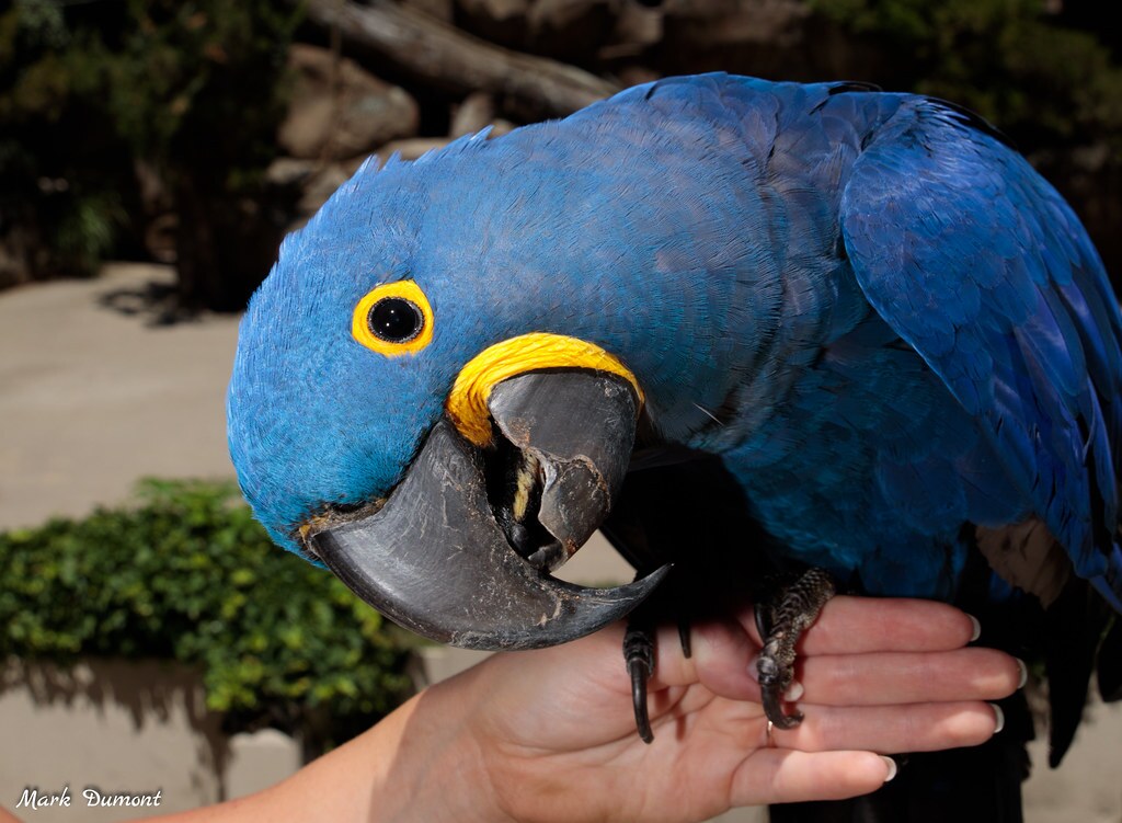 hyacinth macaw sitting on trainers hand