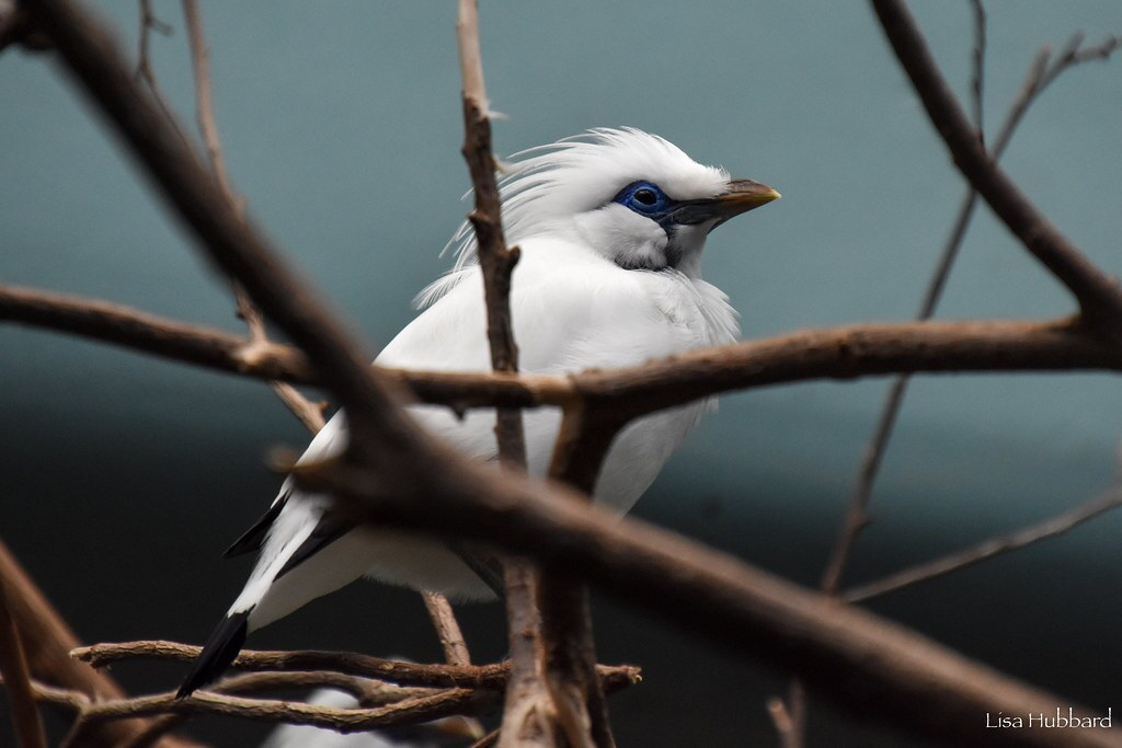 bali myna on branch