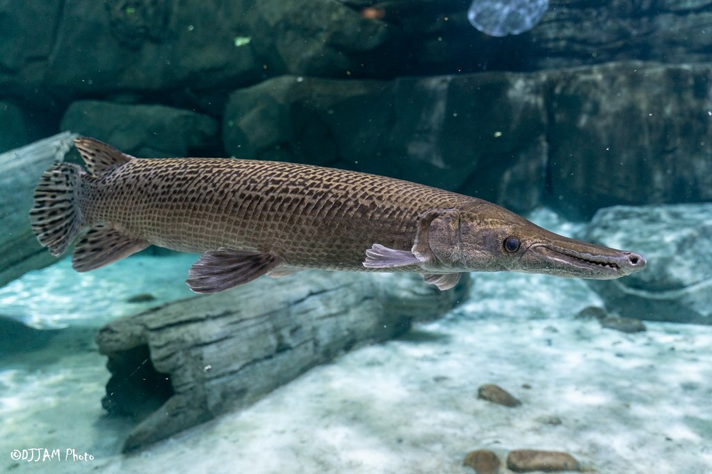 alligator gar swimming