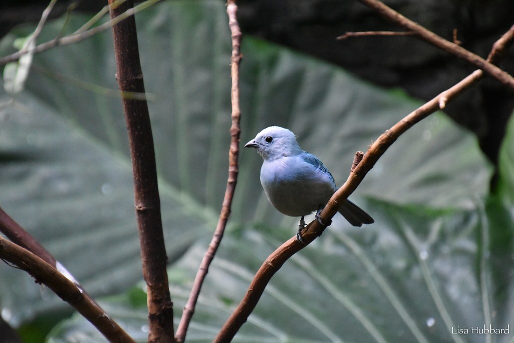 bird sitting on a branch