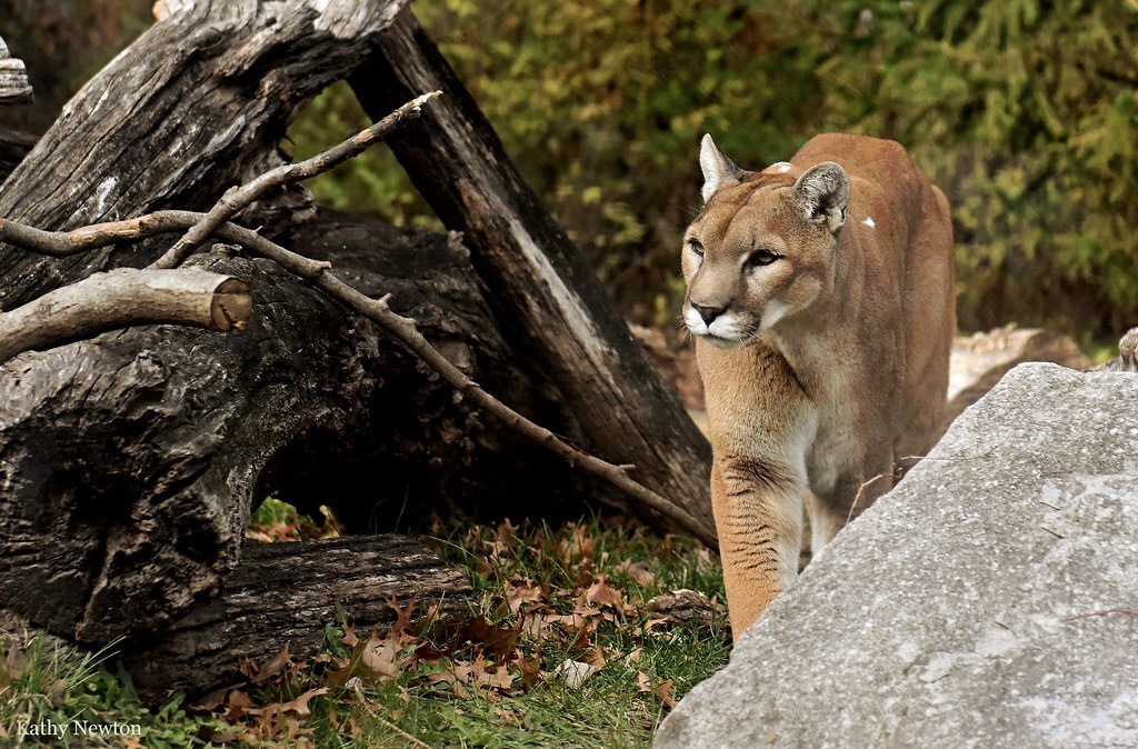 cougar behind rock
