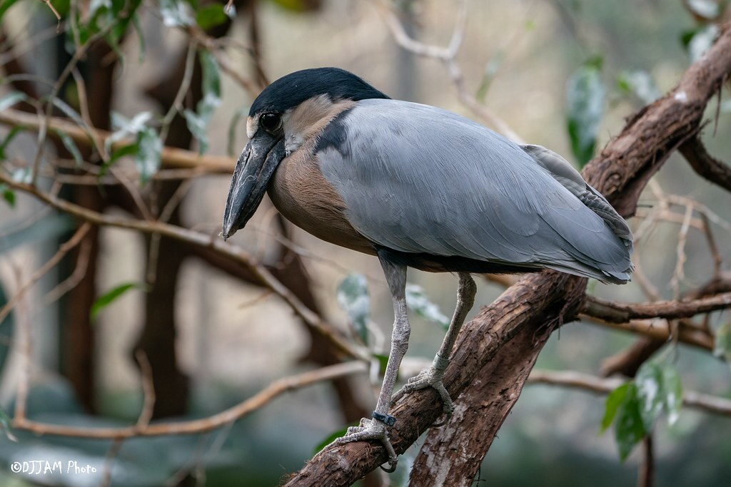 boat billed heron on branch