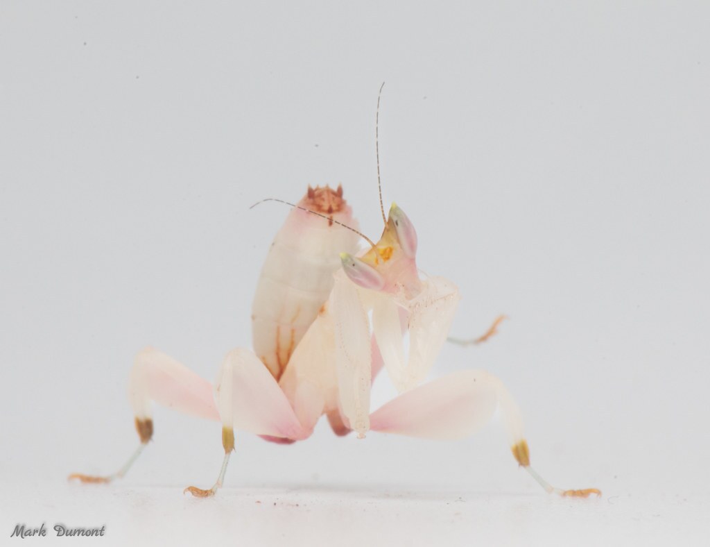 orchid mantis on white background