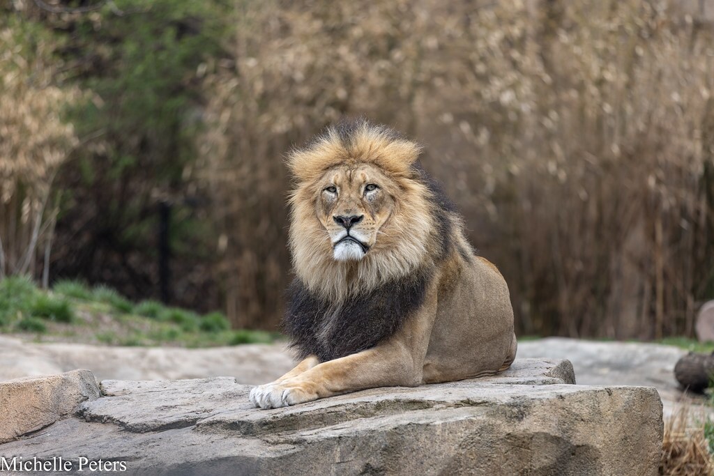 John the lion laying on a rock.