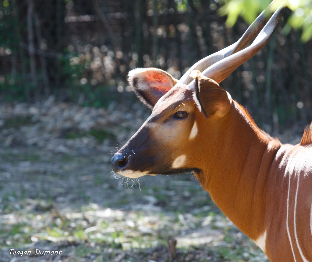 bongo side view