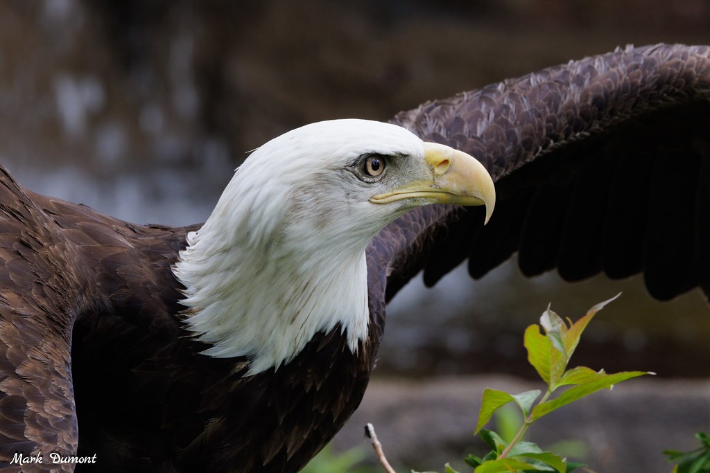 bald eagle with wings open