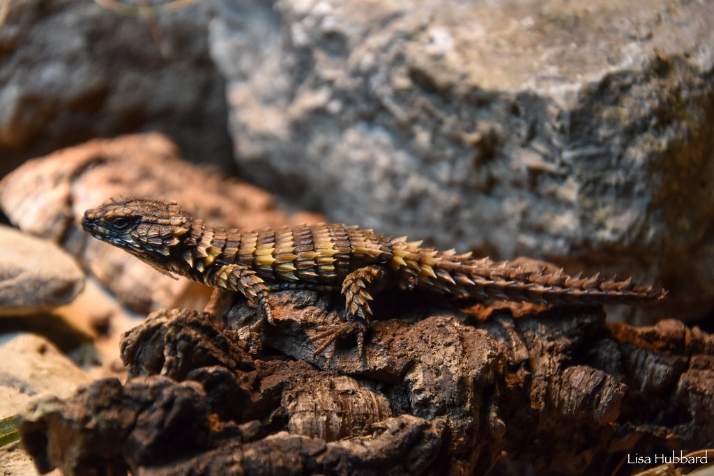 armadillo lizard on a rock