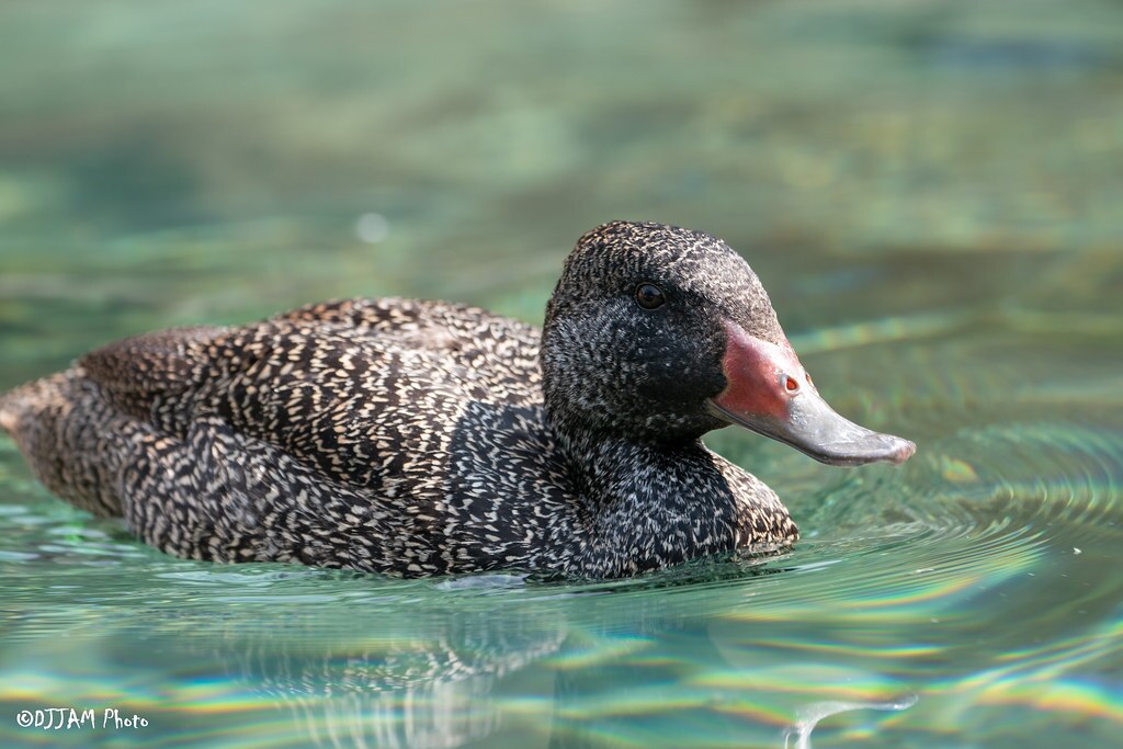 freckled duck in water