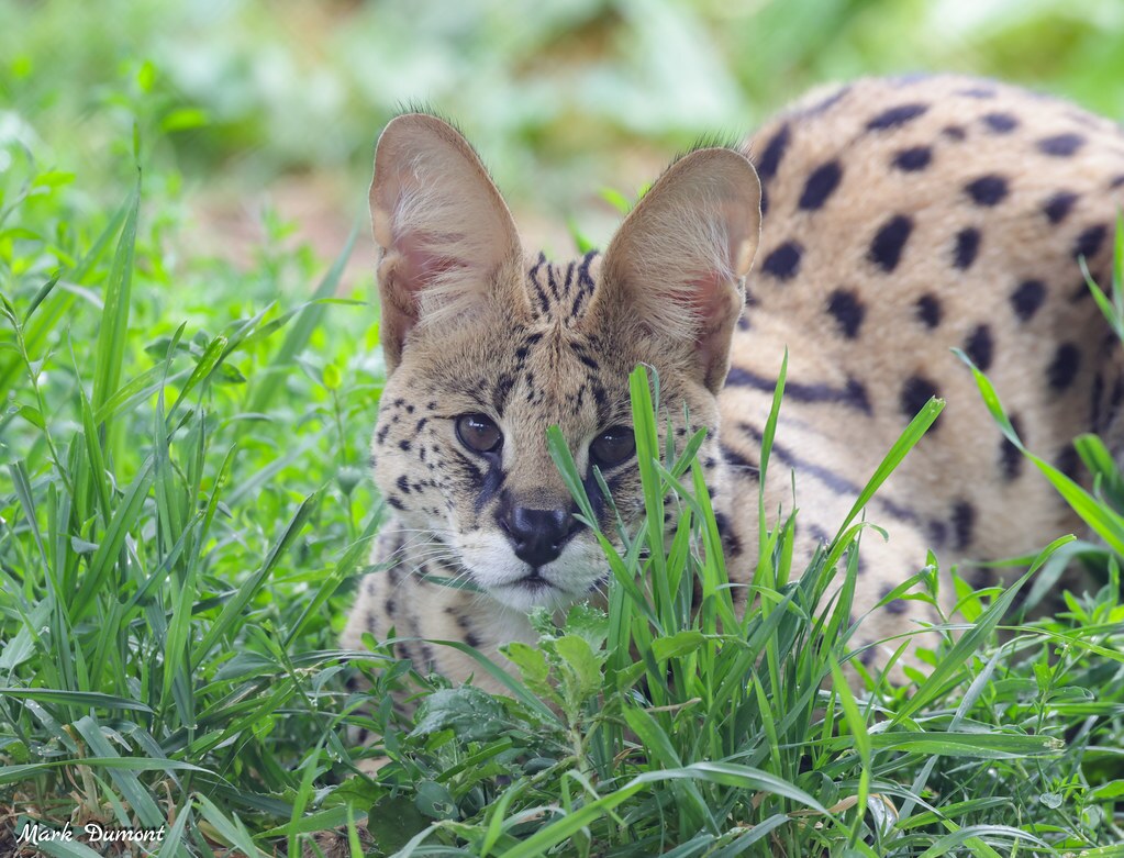 serval in grass