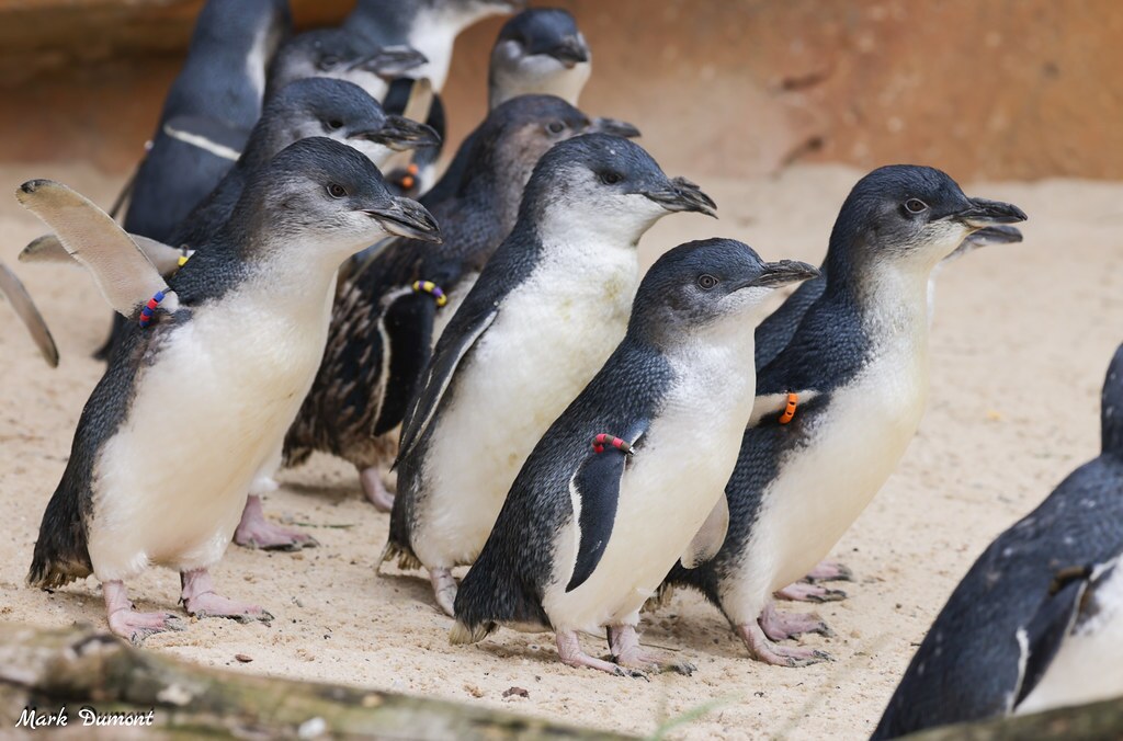 Little Blue Penguin - Cincinnati Zoo & Botanical Garden