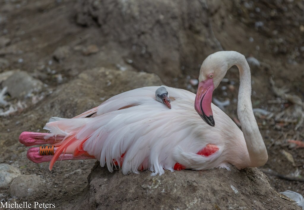 greater flamingo laying down with a chick