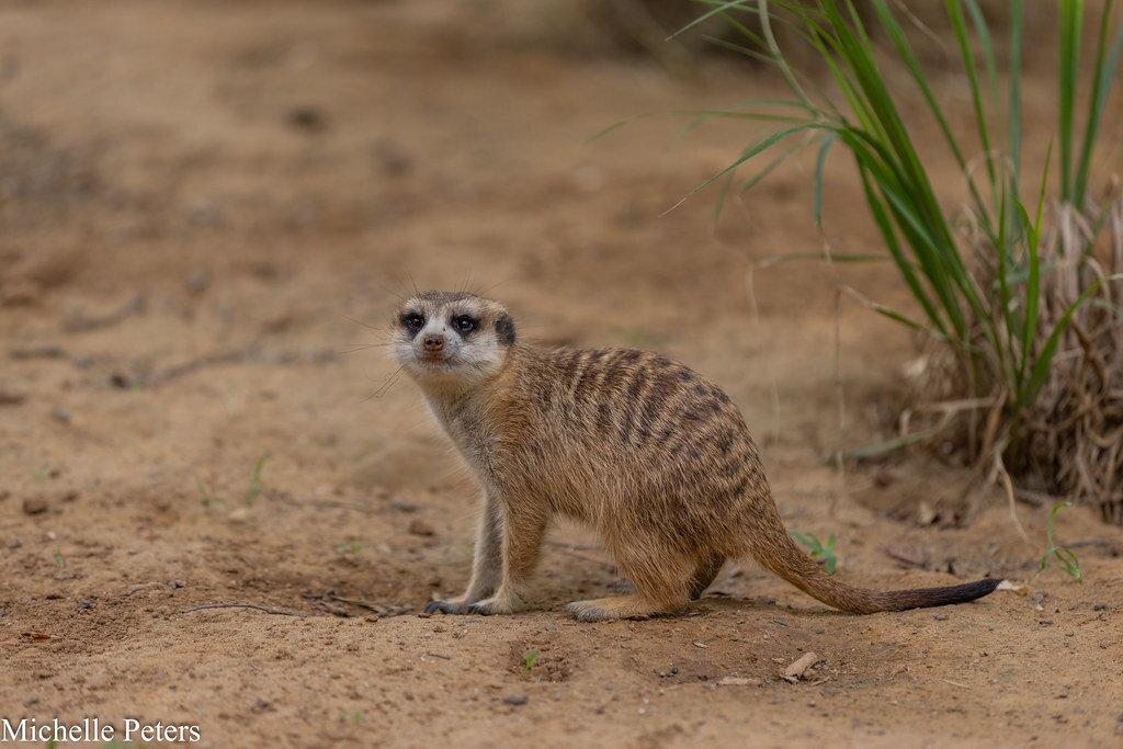 meerkat on dirt