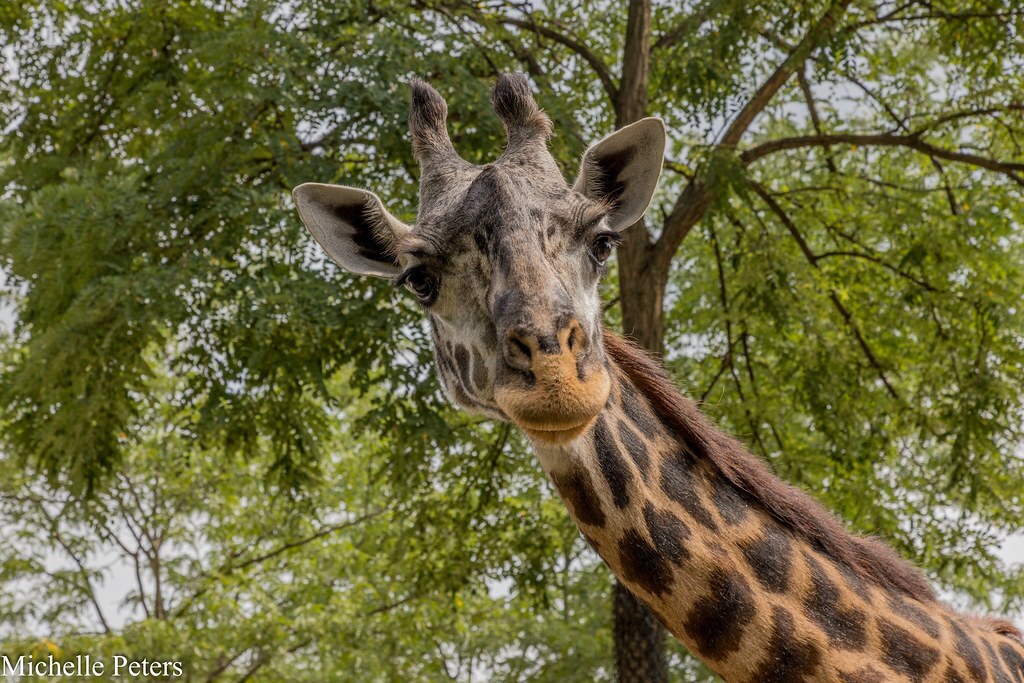 giraffe neck