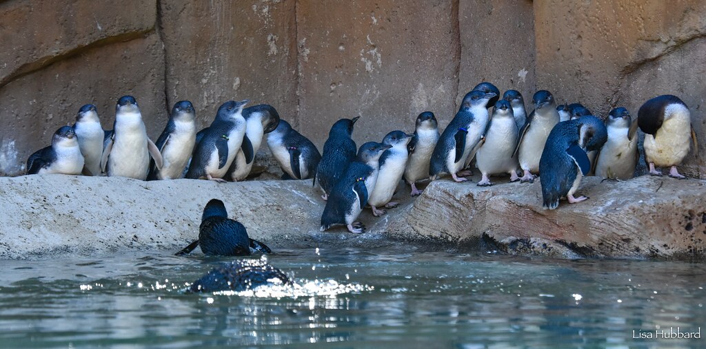 lots of little blue penguins on the shore