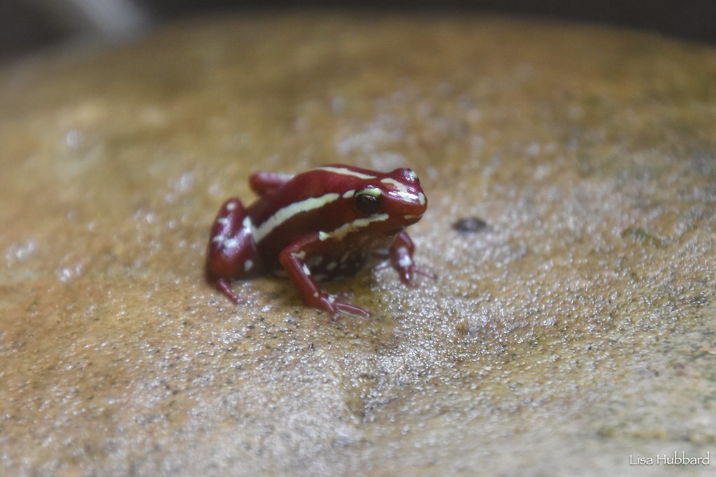 poison dart frog on a rock