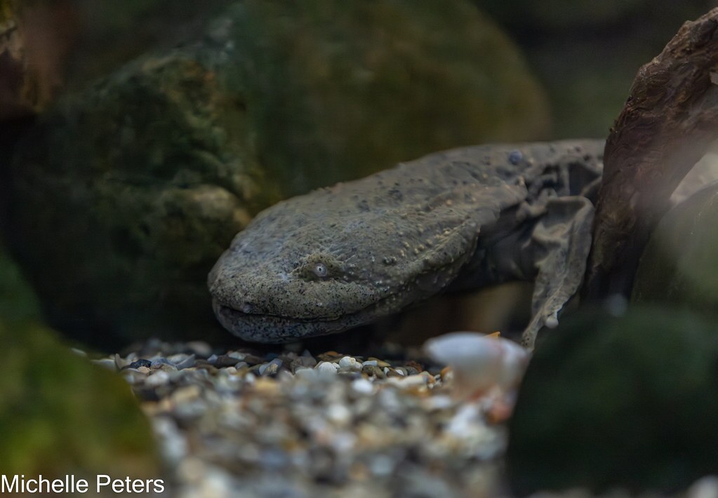 hellbender underwater