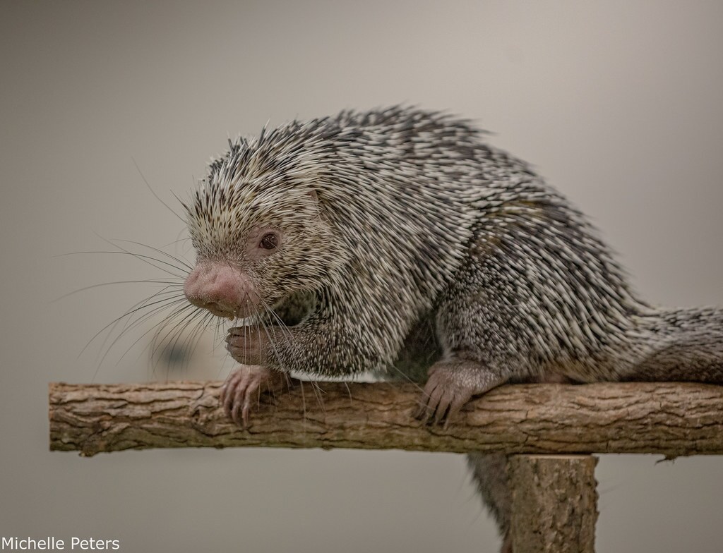 porcupine sitting on a perch