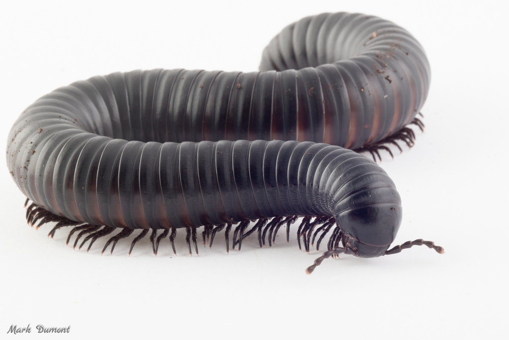 african millipede