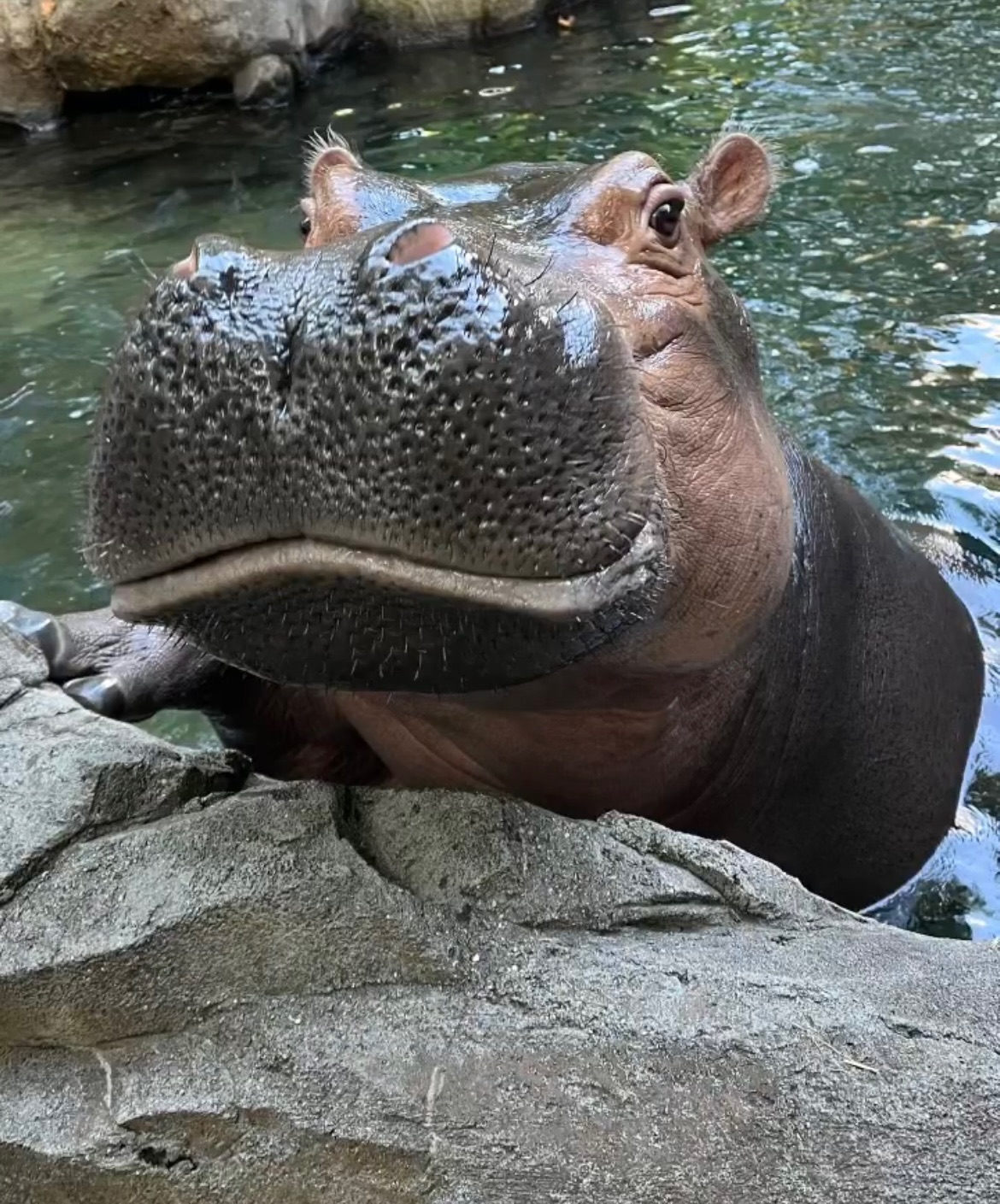 Fritz the hippo