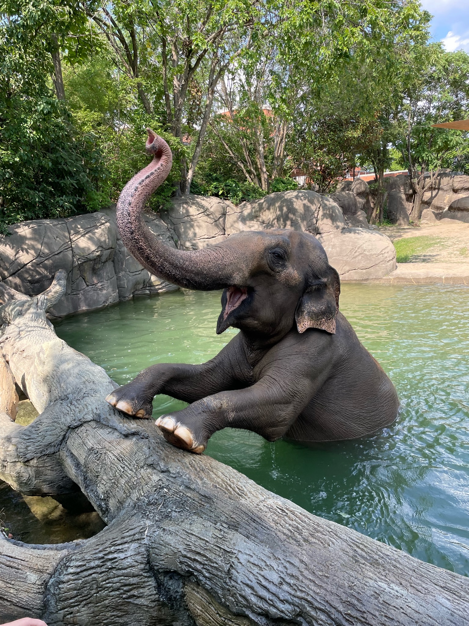 elephant
