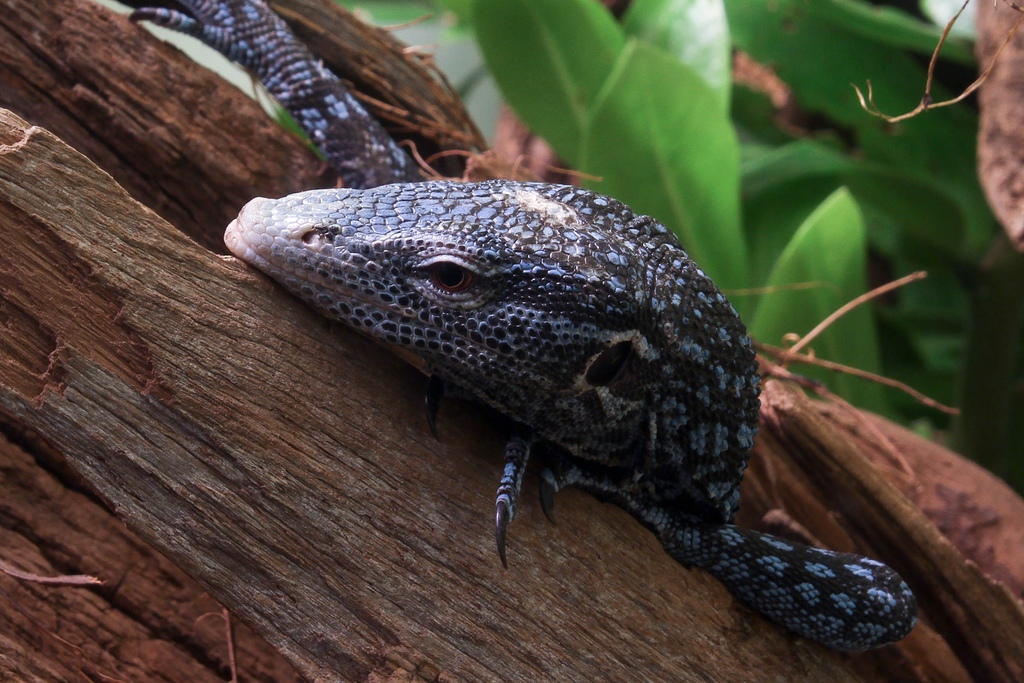 blue tree monitor on log