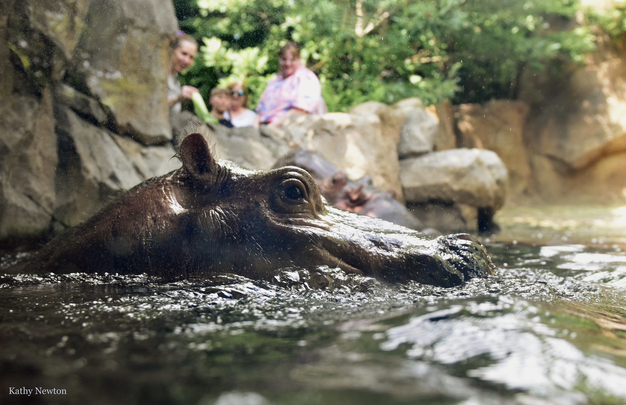 fiona hippo