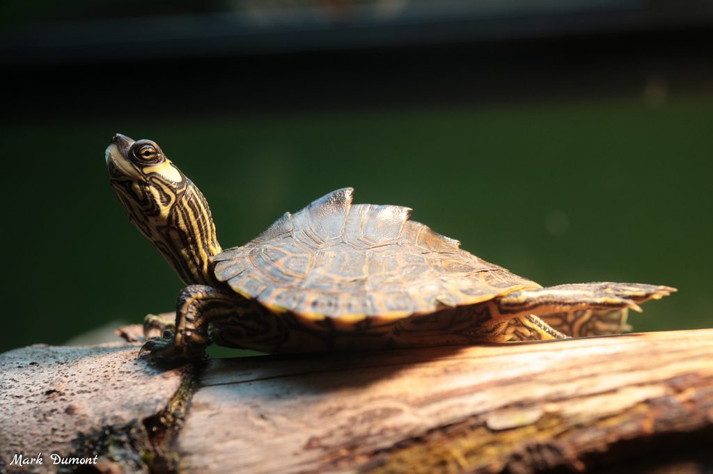 pascagoula map turtle