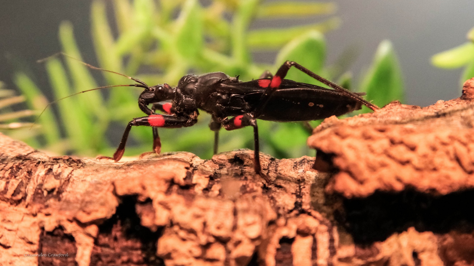 red-eyed assassin bug