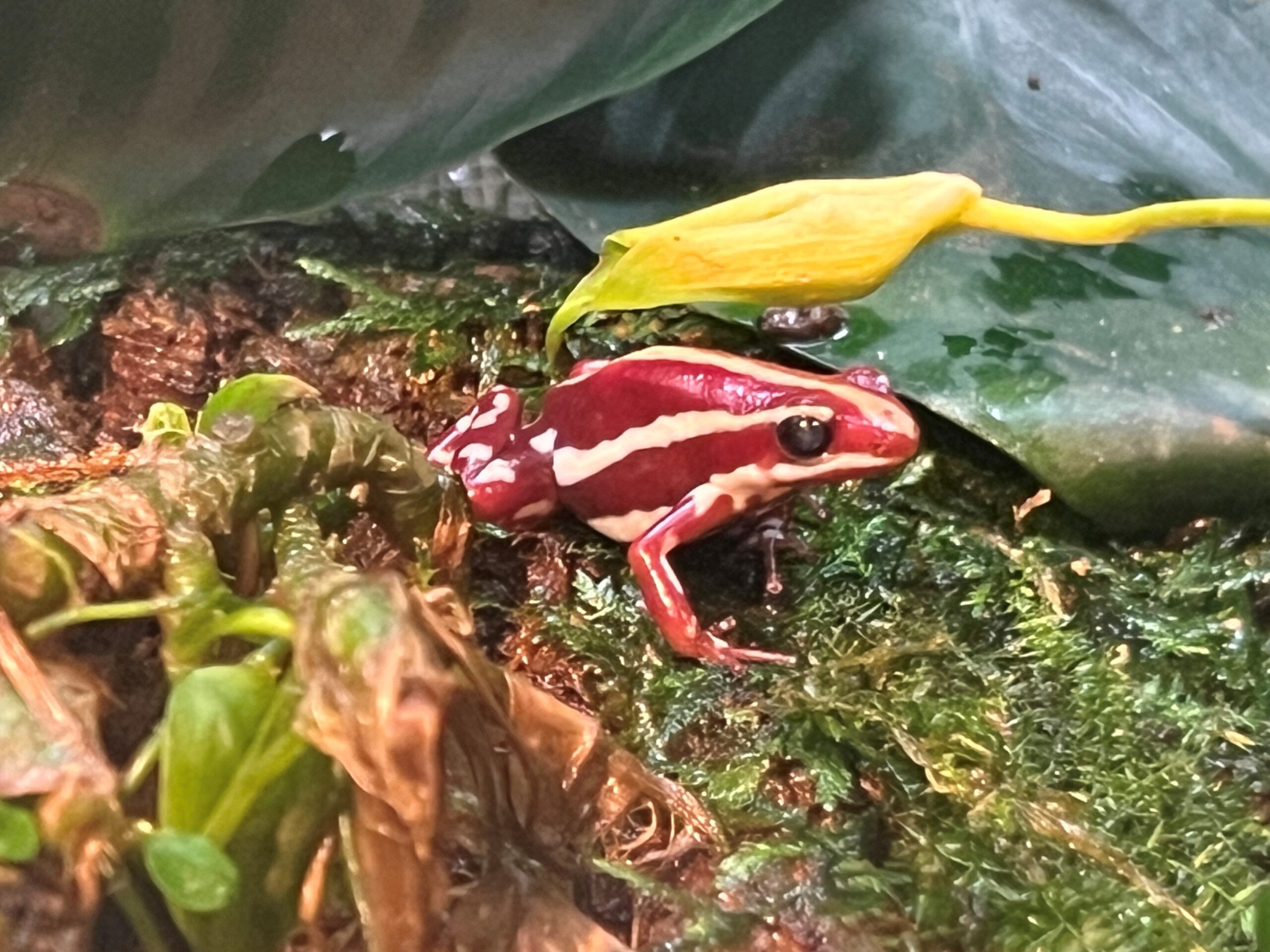 Anthony's poison dart frog on moss