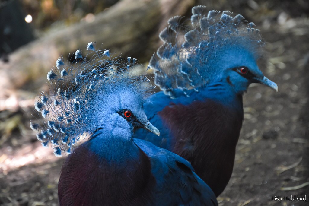 2 victoria crowned pigeons on the ground