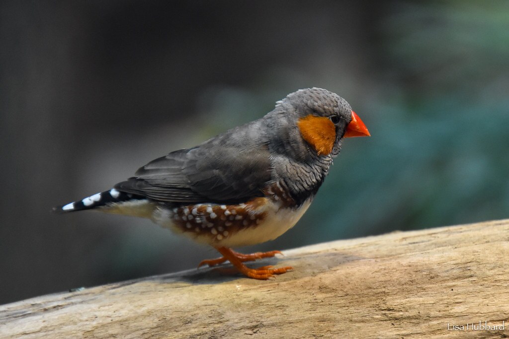 zebra finch on a log