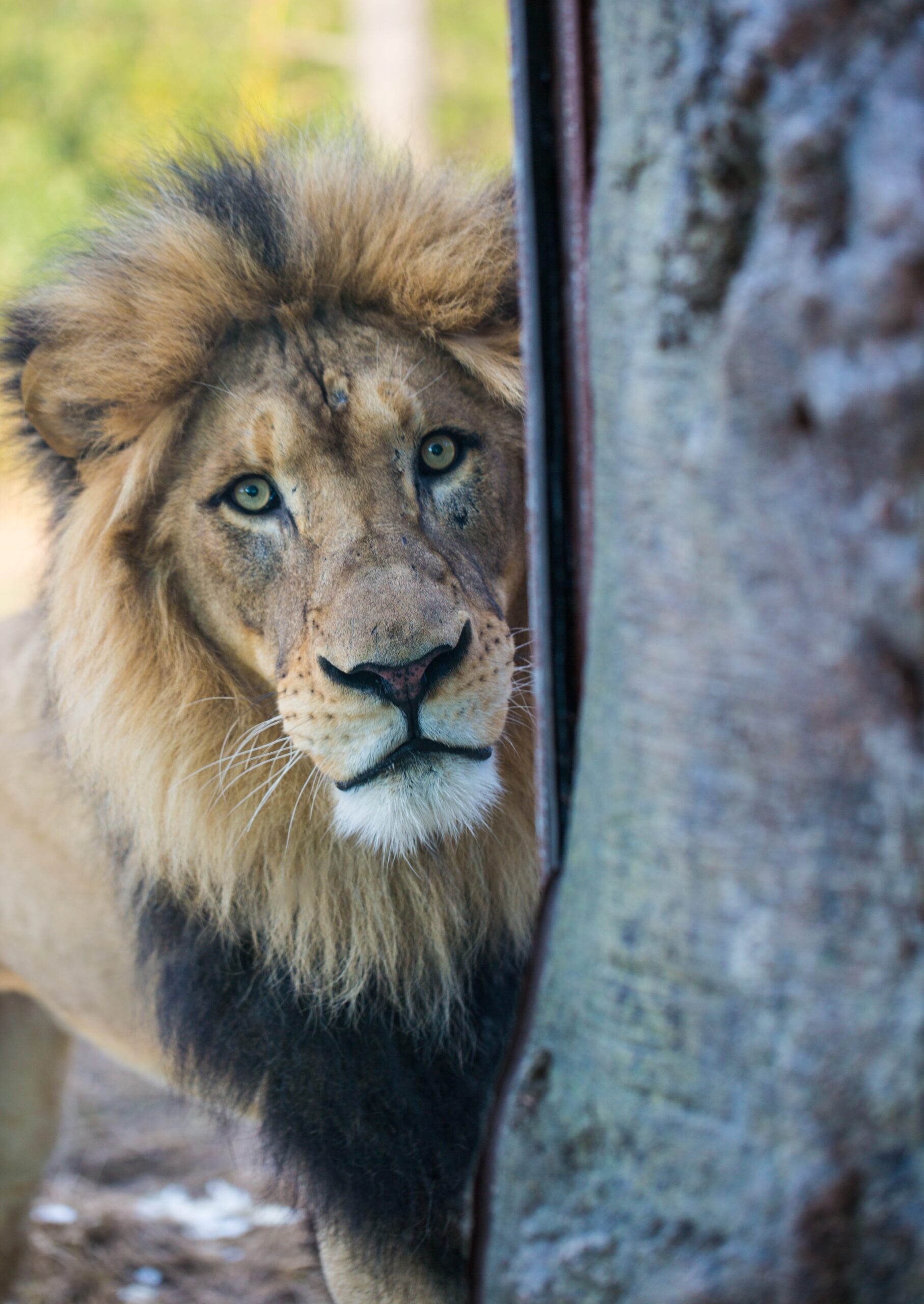 photo of a lion staring at the camera