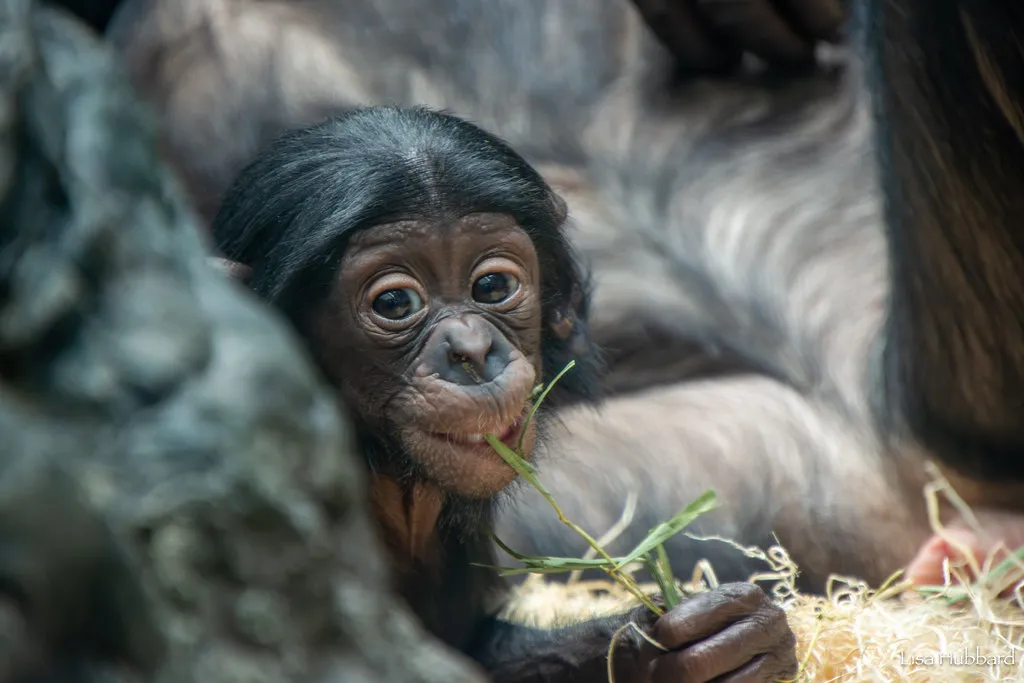 bonobo daisy