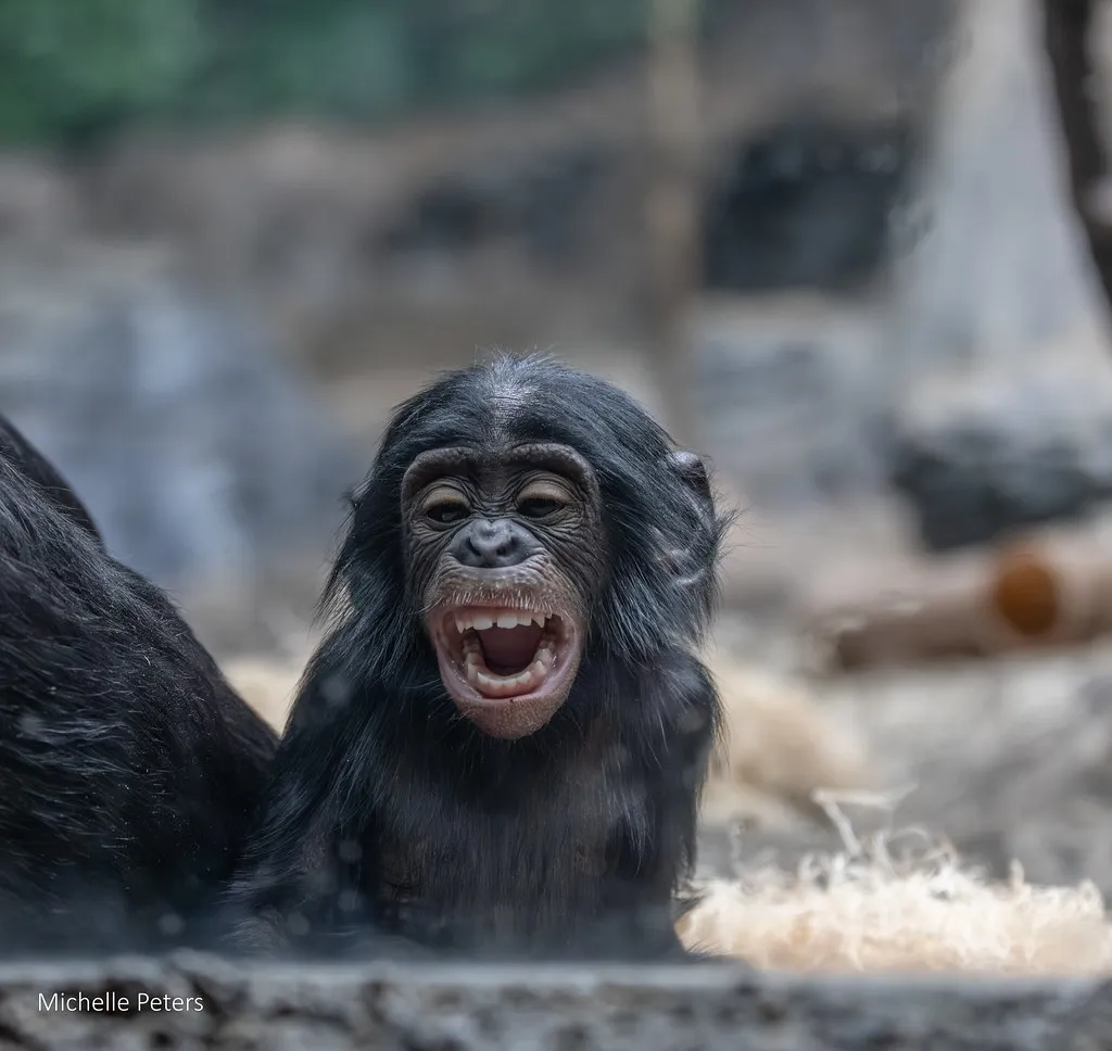 baby bonobo daisy with her mouth open