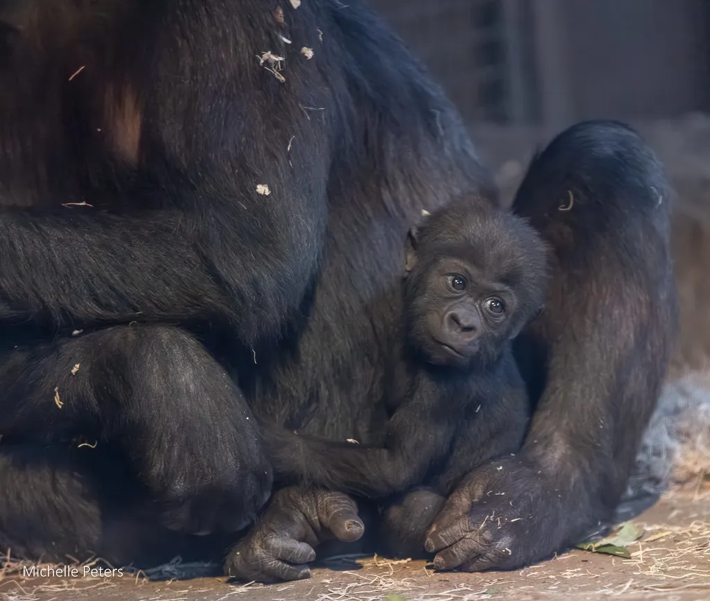 baby gorilla mboka jo with mom gladys