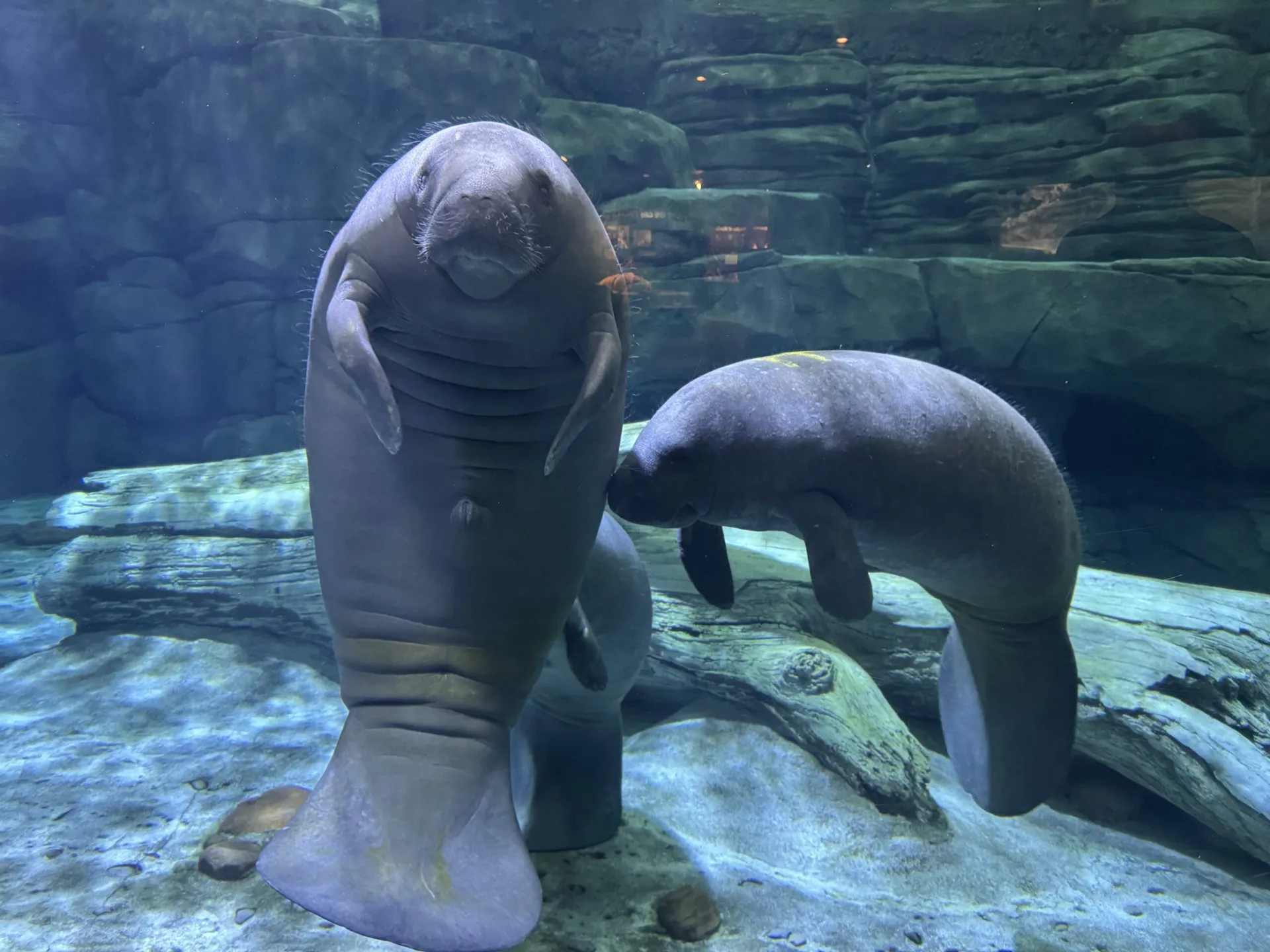 manatees Slushie, Alfred, and Hundo