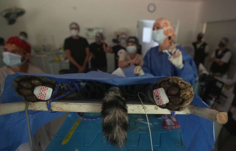 jaguar surgery