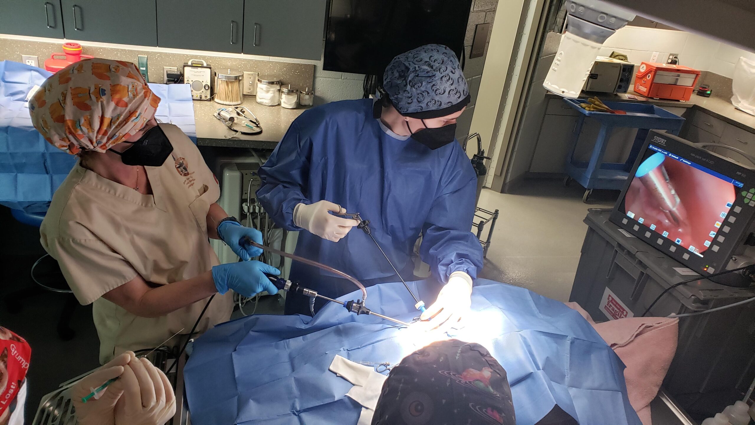 sand cat surgery