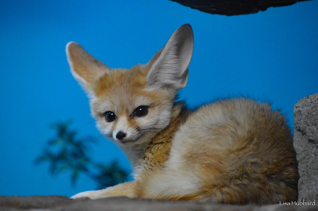 fennec fox sitting down looking at camera