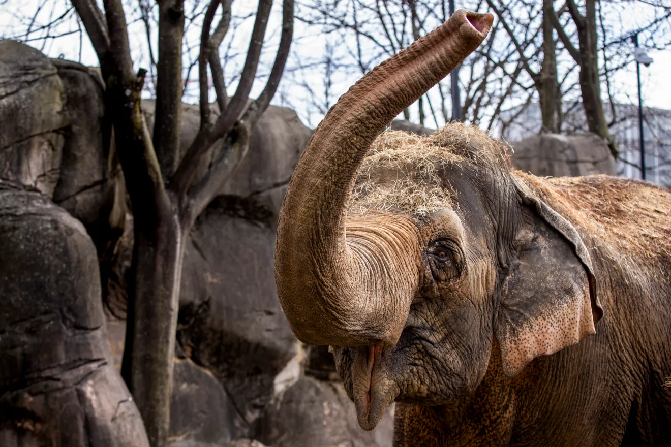 asian elephants