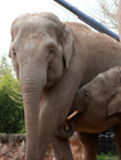 photo of mom and baby elephant
