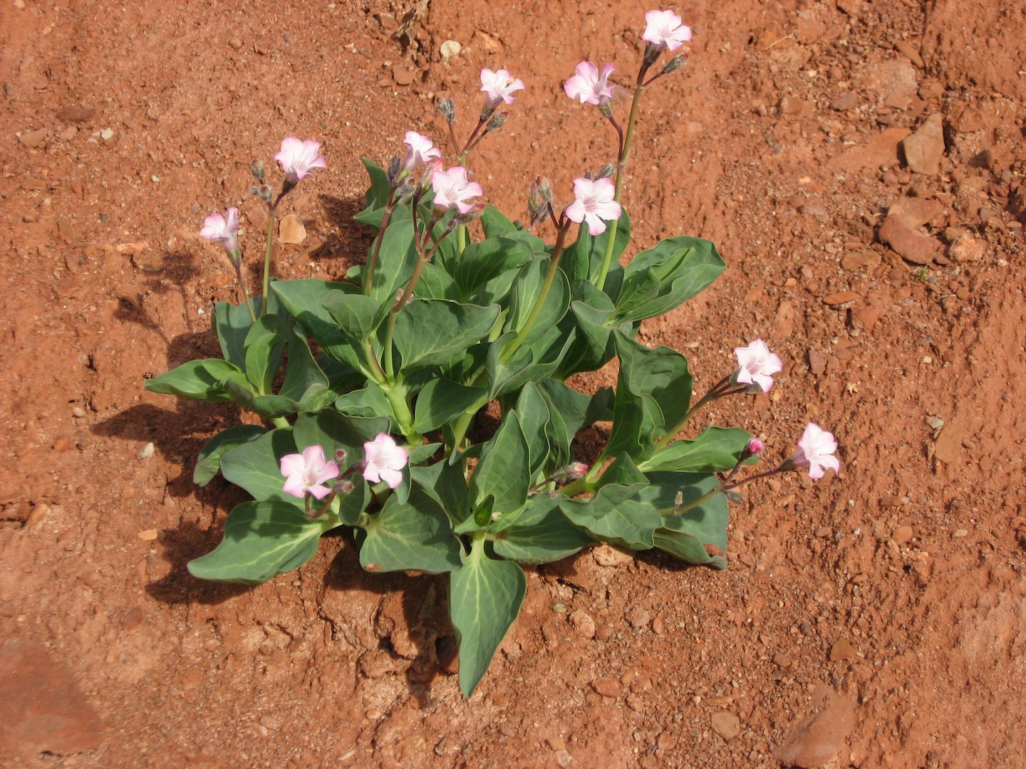 Exceptional Plant Conservation Network