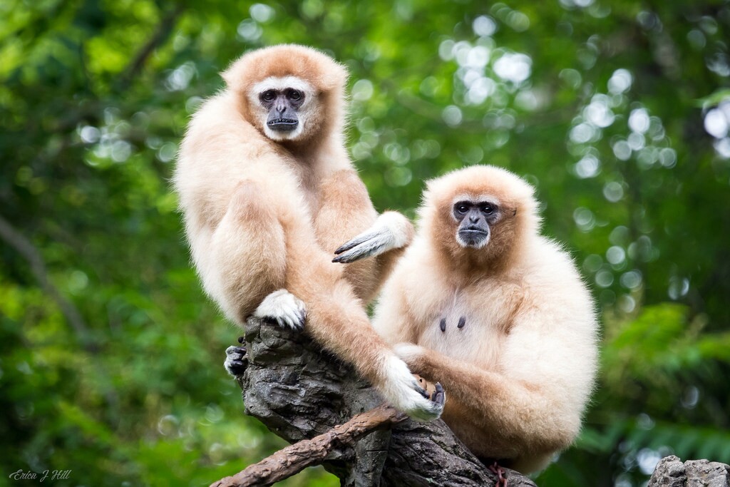 Gibbon Island