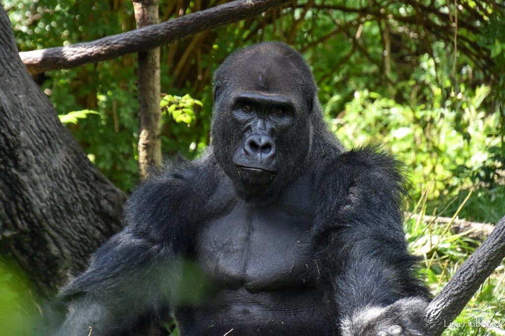 Gorilla World